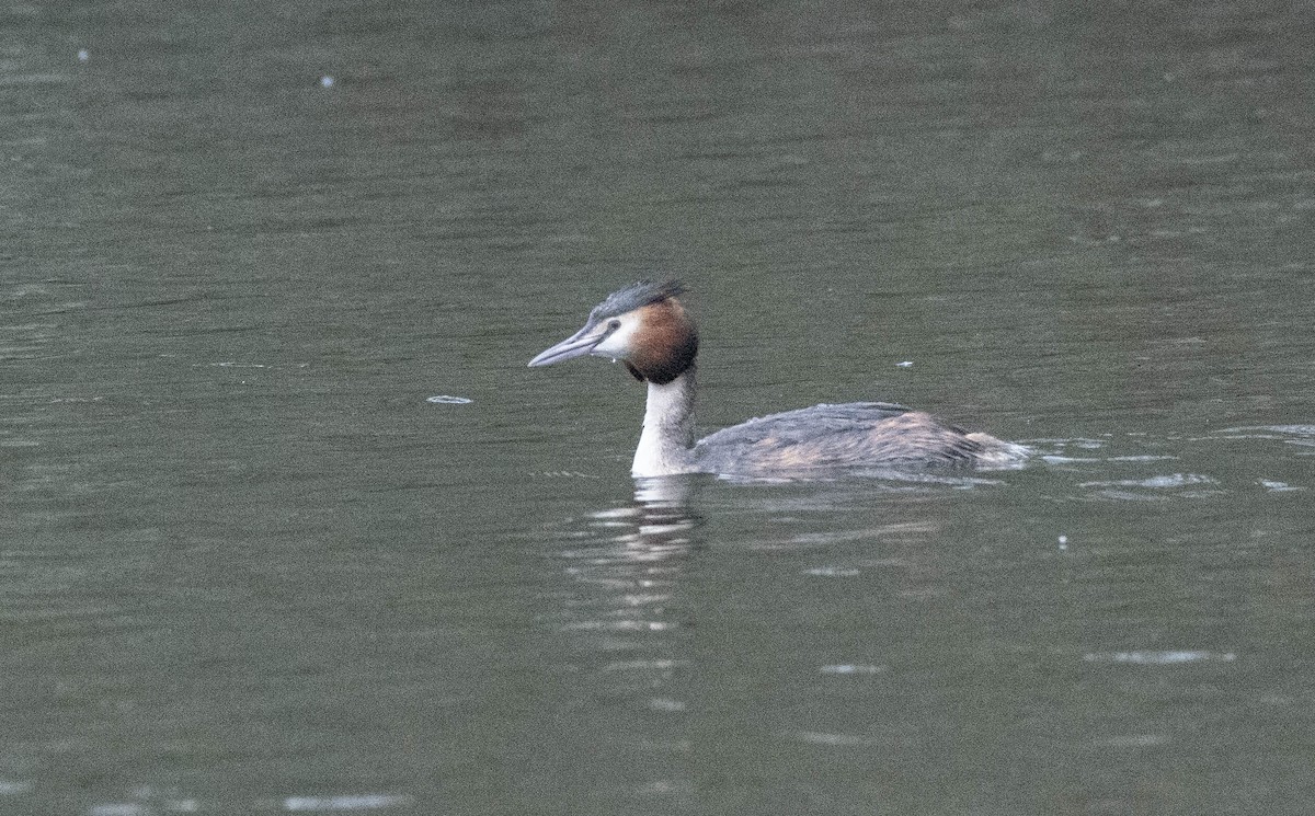 Great Crested Grebe - ML616242919