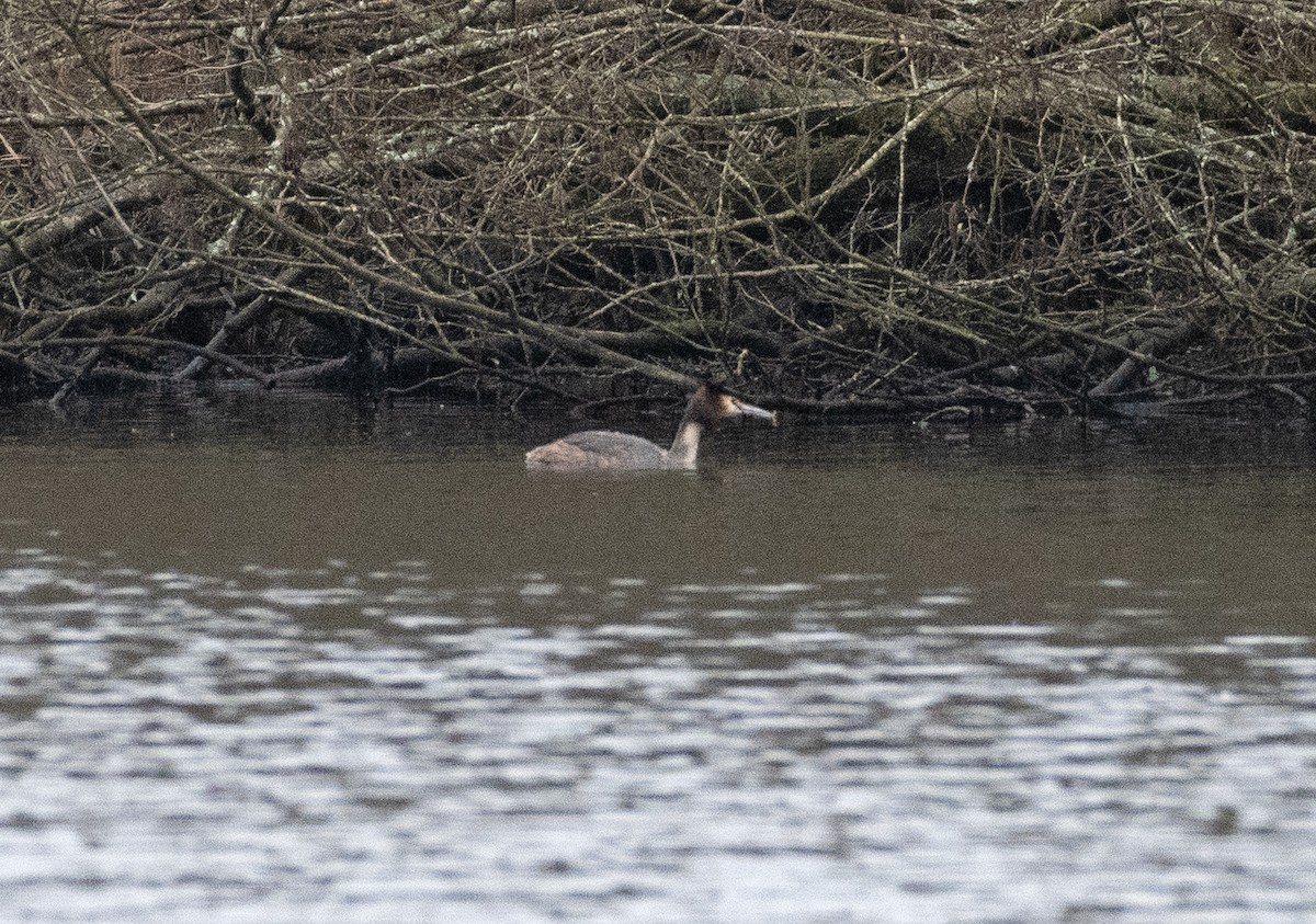 Great Crested Grebe - ML616242920