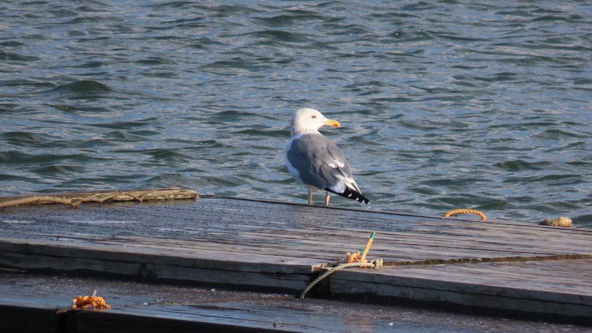 Lesser Black-backed Gull (taimyrensis) - YUKIKO ISHIKAWA