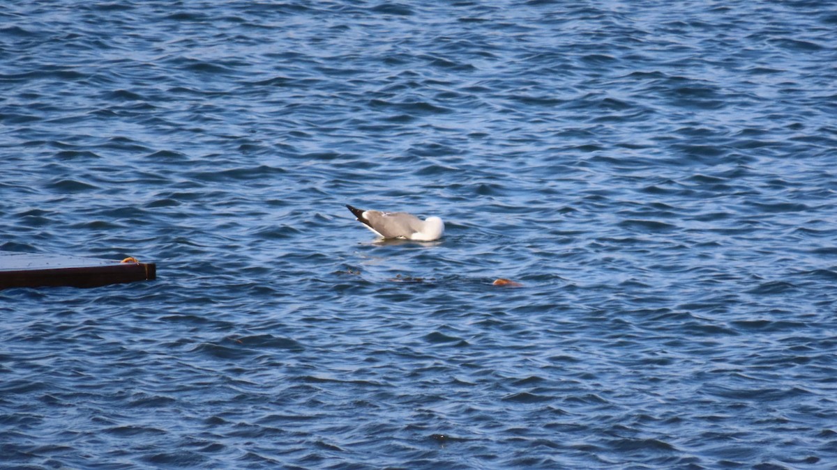 Lesser Black-backed Gull (taimyrensis) - YUKIKO ISHIKAWA