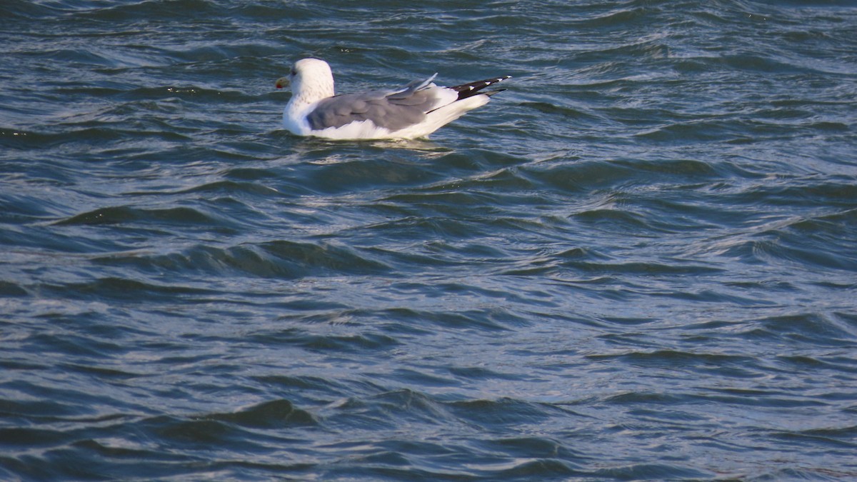 Lesser Black-backed Gull (taimyrensis) - YUKIKO ISHIKAWA