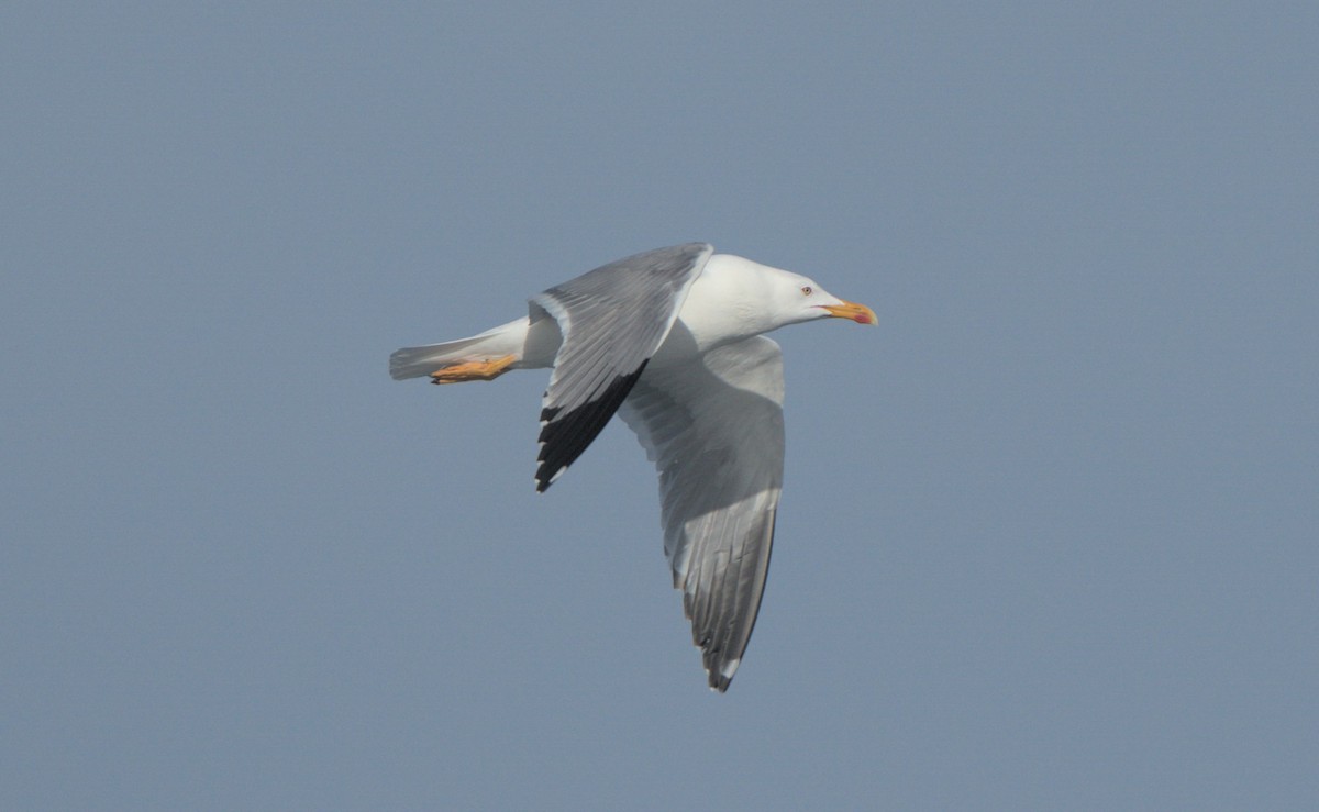 Yellow-legged Gull - Carl Miller