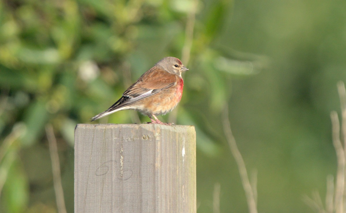 Eurasian Linnet - Carl Miller