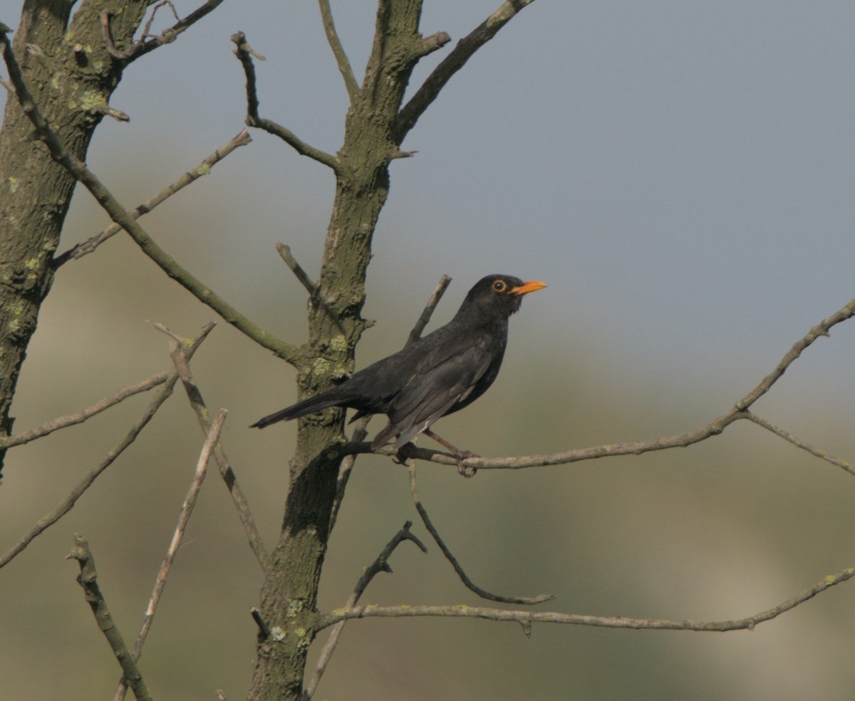 Eurasian Blackbird - Carl Miller