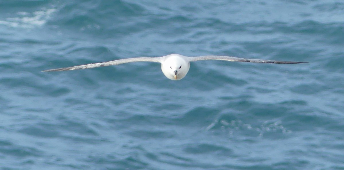 Northern Fulmar - ML616243146