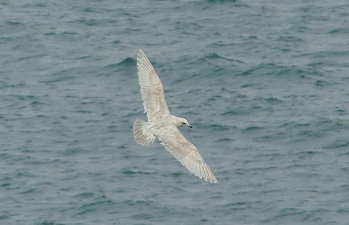 Iceland Gull (kumlieni) - Peter Nason