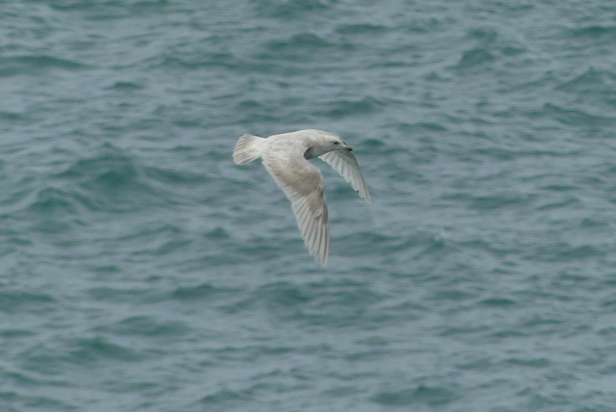 Iceland Gull (kumlieni) - ML616243165