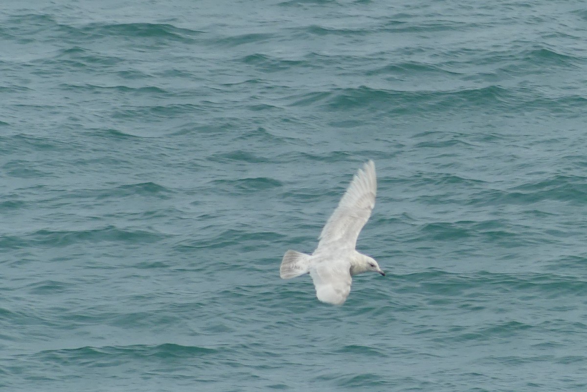 Iceland Gull (kumlieni) - ML616243166