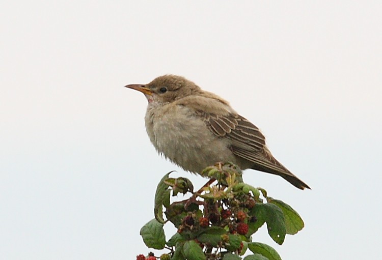 Rosy Starling - ML616243167