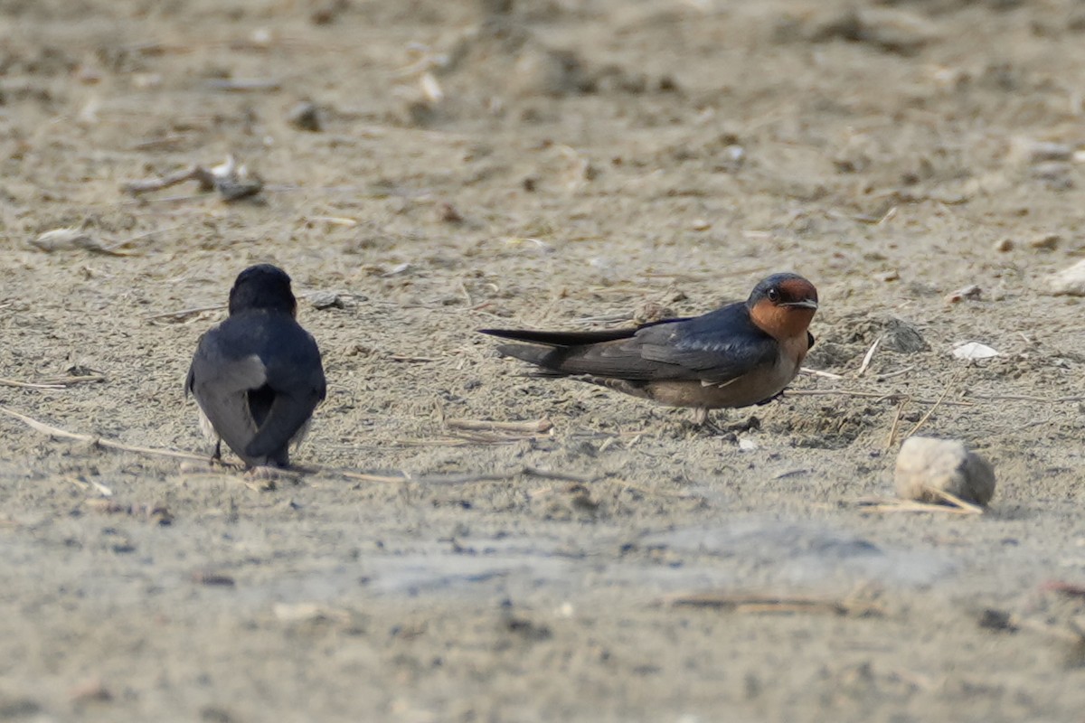 Pacific Swallow - ML616243174