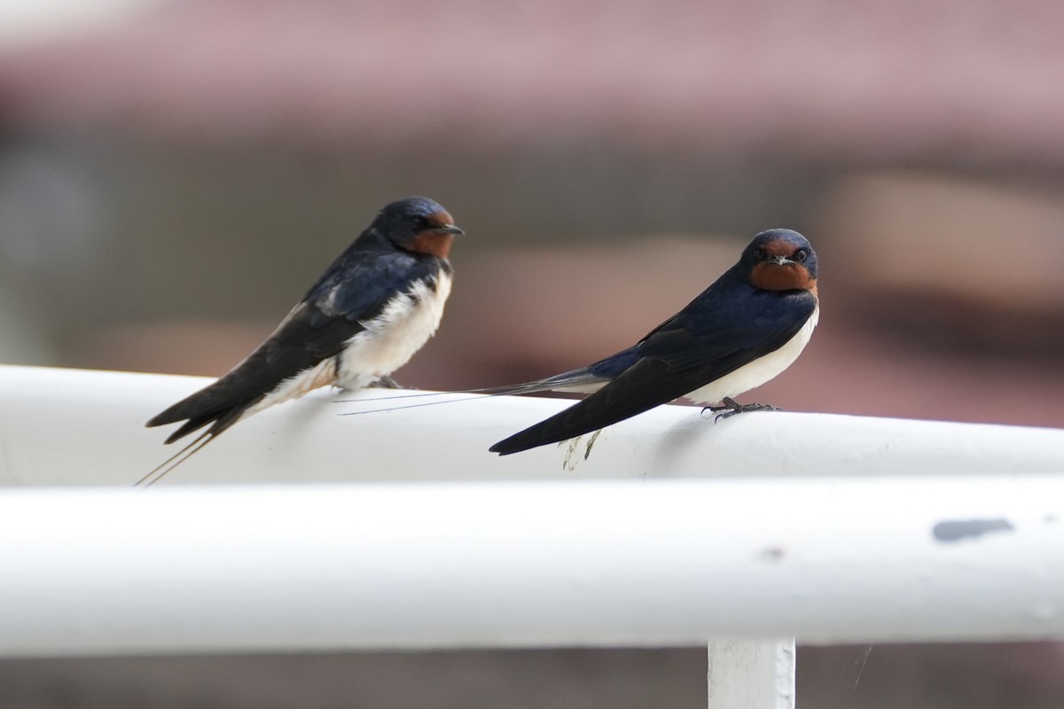 Pacific Swallow - ML616243176
