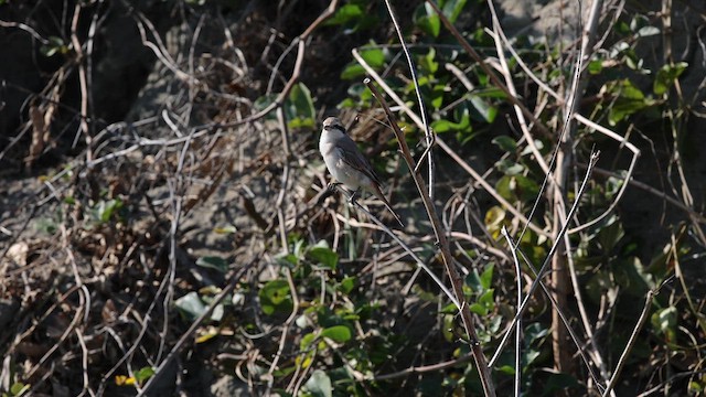 חנקן ערבות - ML616243237