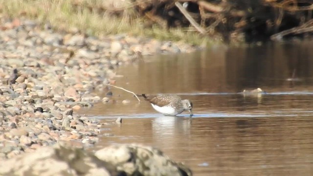 Green Sandpiper - ML616243276