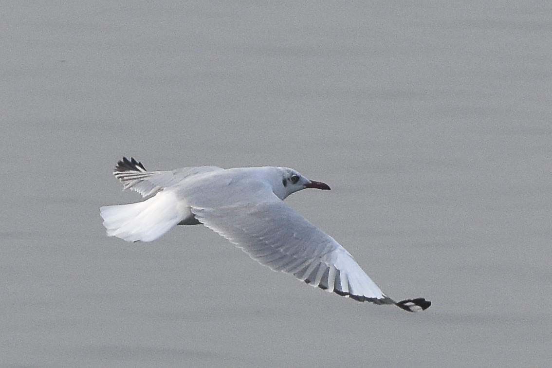 Brown-headed Gull - Sabarish  D