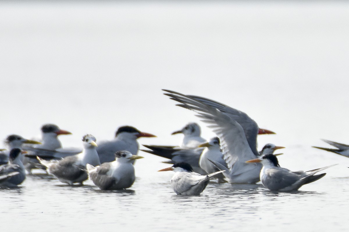 Lesser Crested Tern - ML616243361