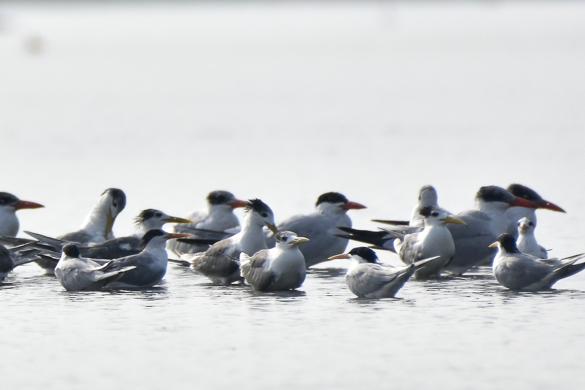 Lesser Crested Tern - ML616243362