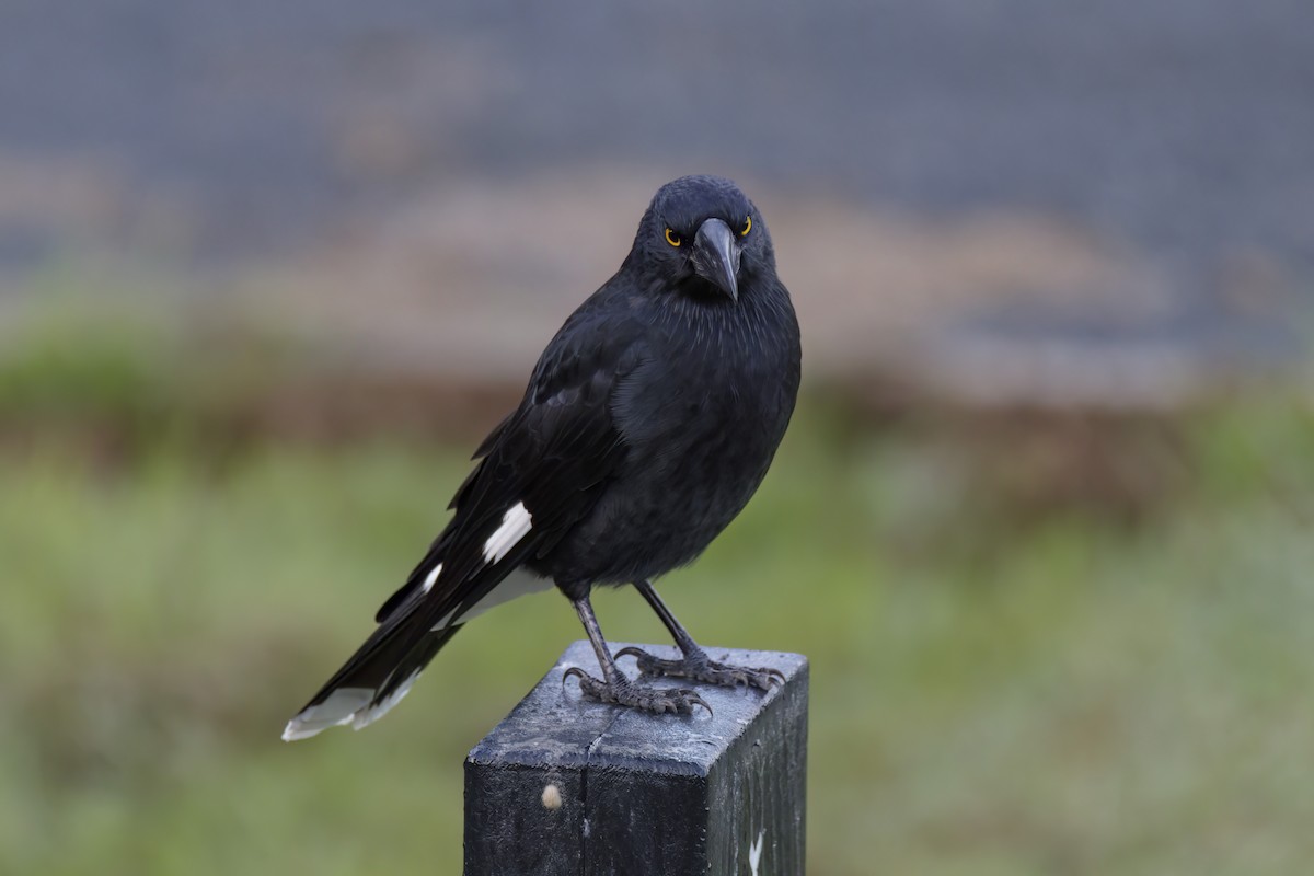 Pied Currawong - ML616243405