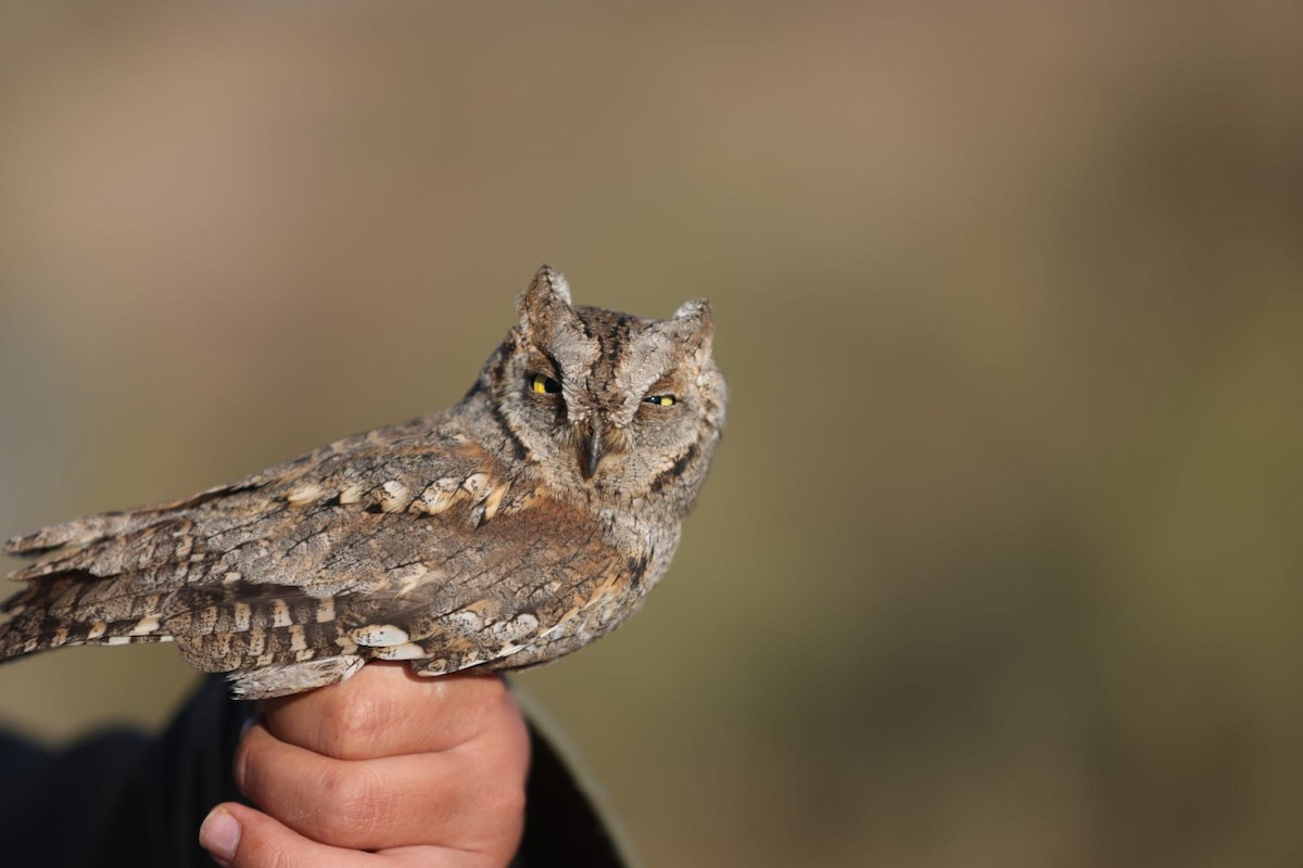 Eurasian Scops-Owl - ML616243421