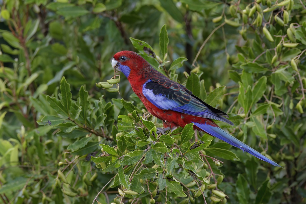 Crimson Rosella - Andreas Heikaus