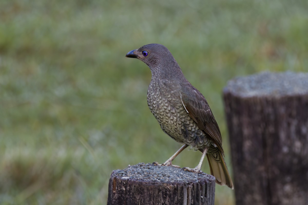 Satin Bowerbird - ML616243468