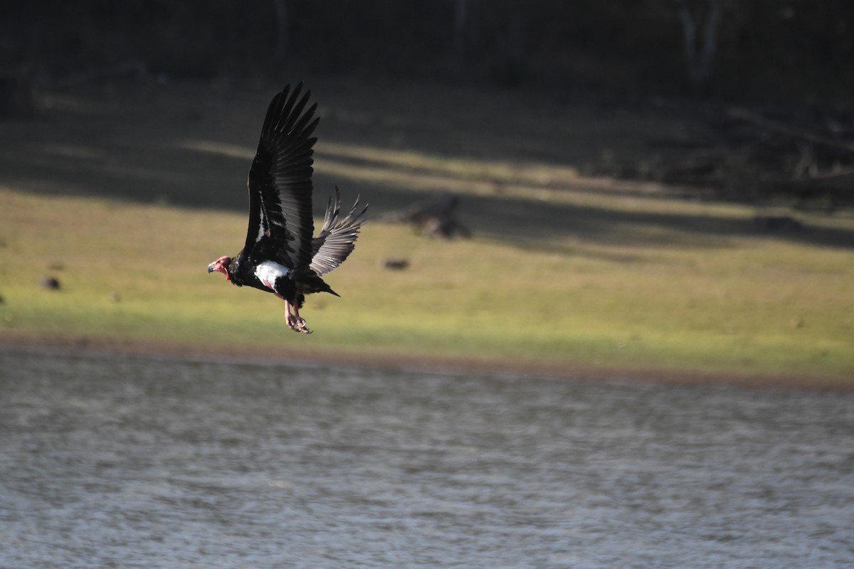 Red-headed Vulture - ML616243470