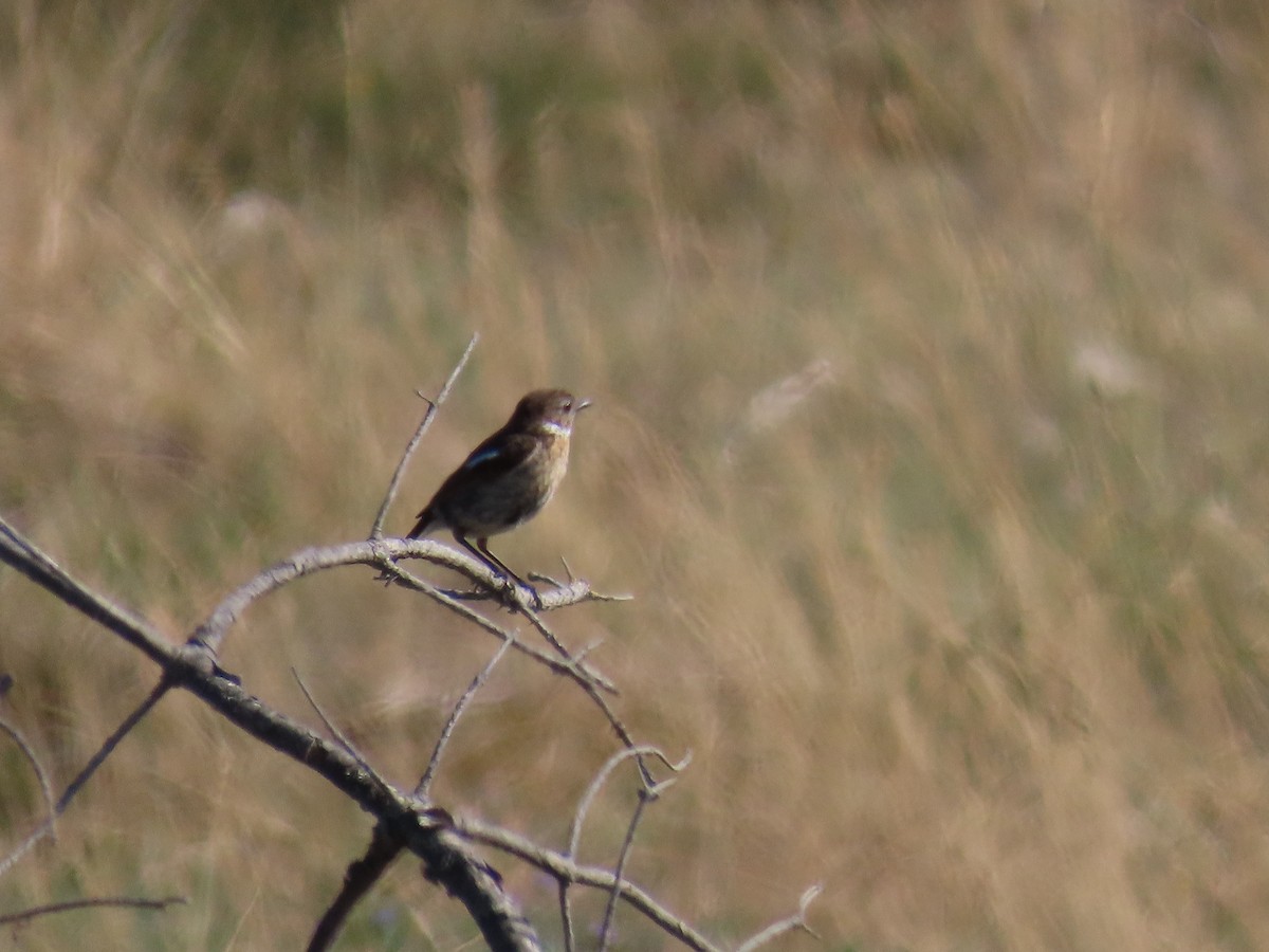 European Stonechat - Peter Leth