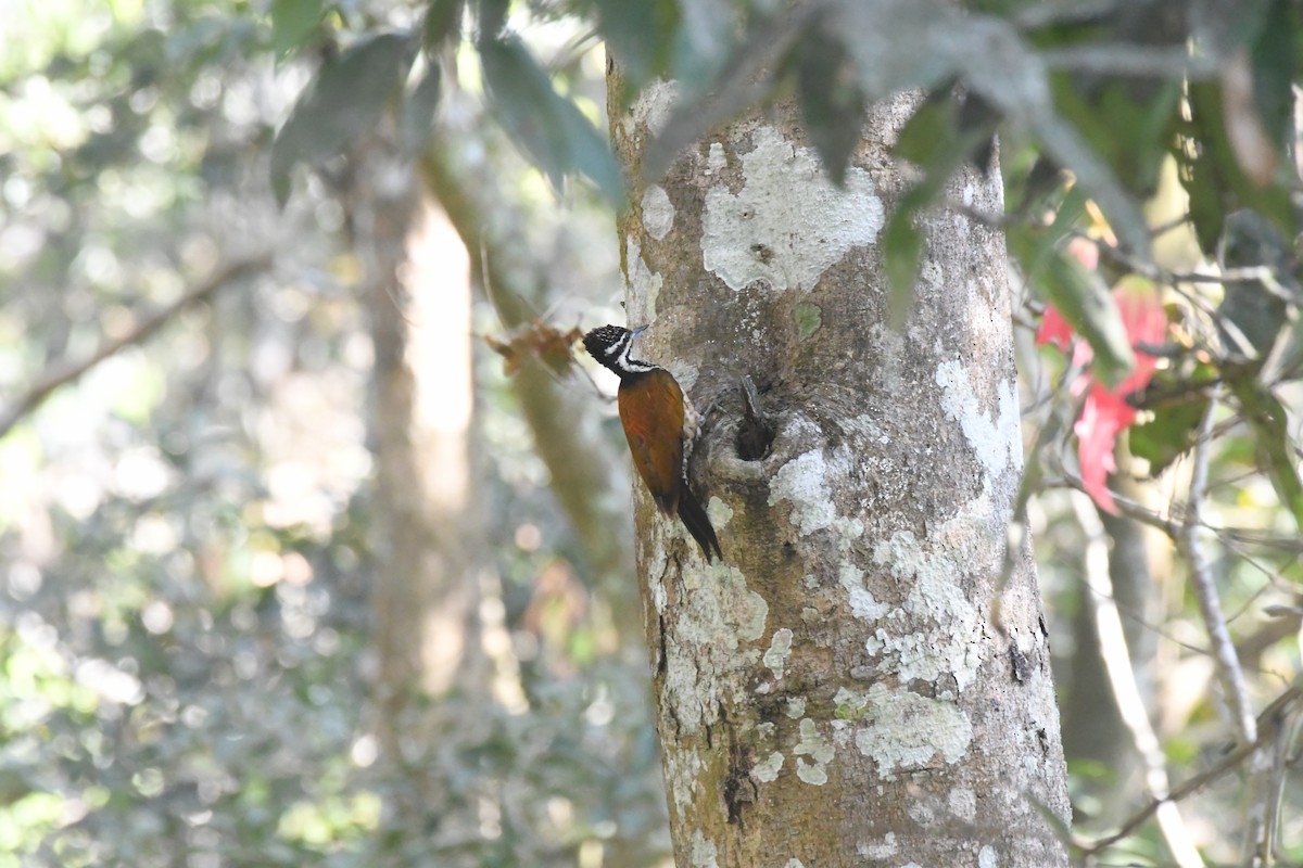 Common Flameback - ML616243522