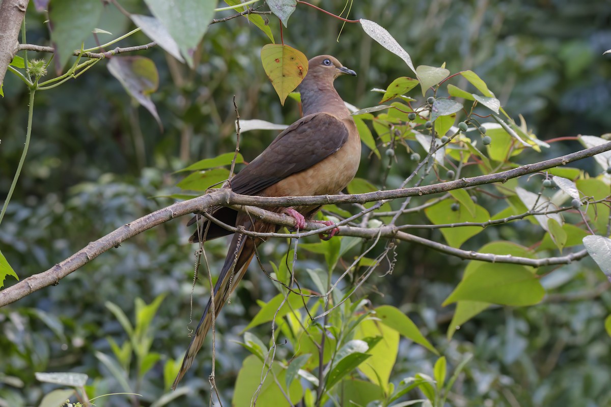 Brown Cuckoo-Dove - ML616243545