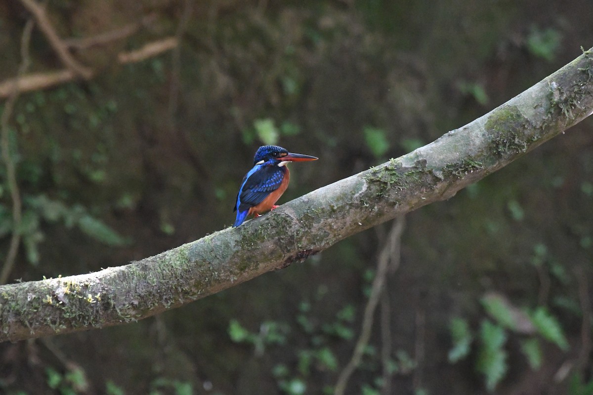Blue-eared Kingfisher - ML616243602