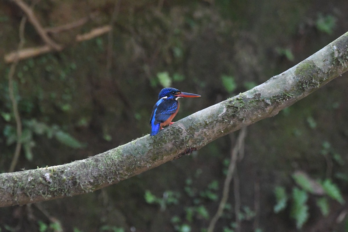 Blue-eared Kingfisher - ML616243603
