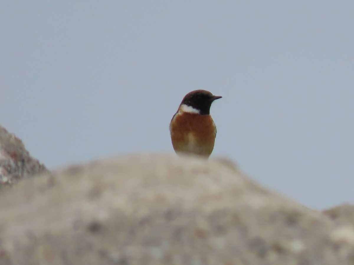 European Stonechat - Peter Leth