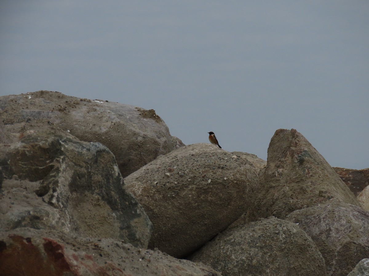 European Stonechat - Peter Leth