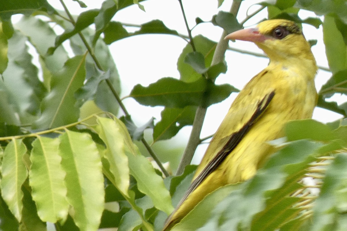 Black-naped Oriole (East Asian) - John Russell