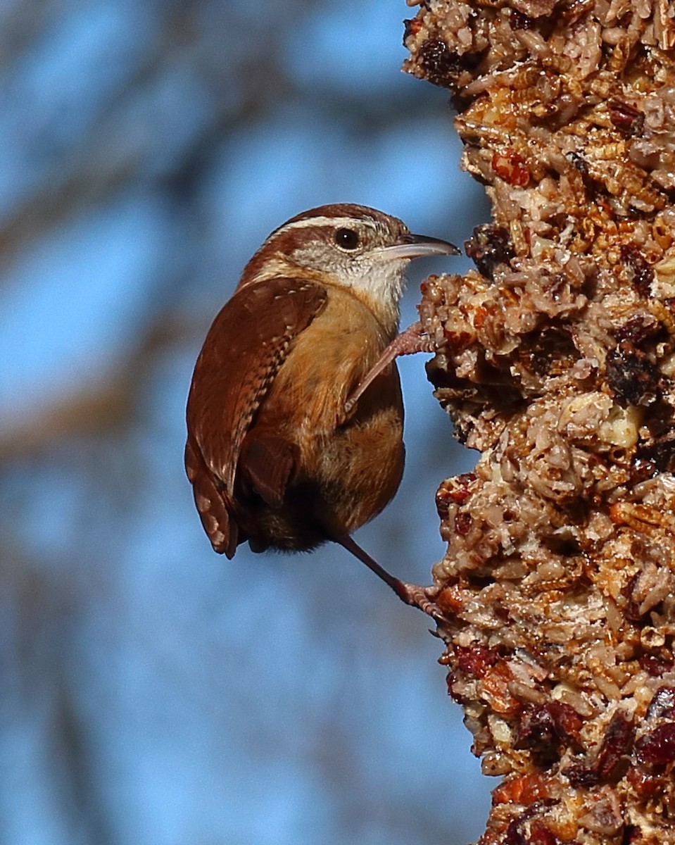 Carolina Wren - Mark E Land