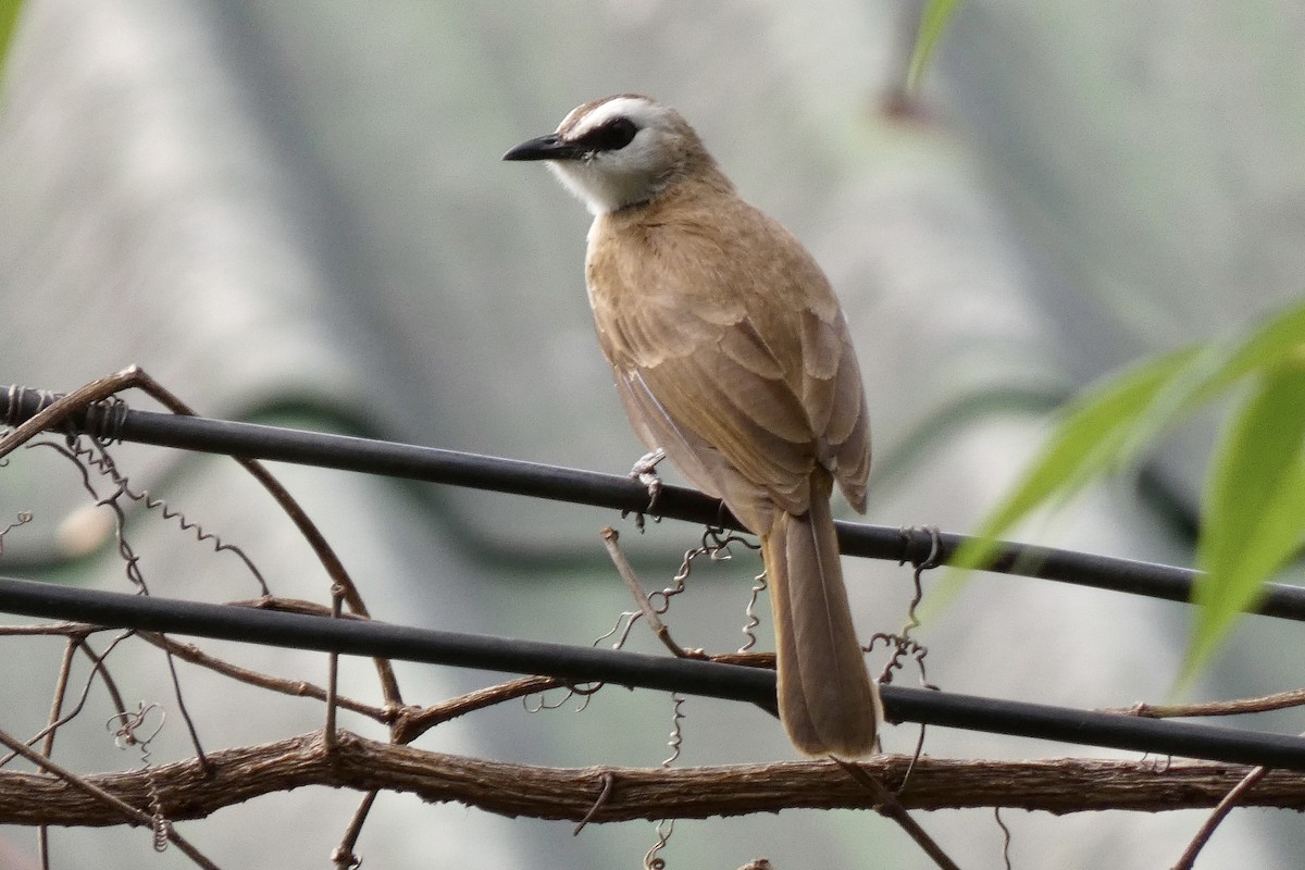 Yellow-vented Bulbul - John Russell