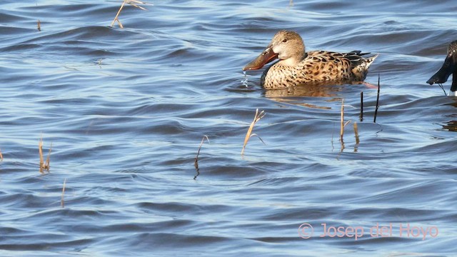 Northern Shoveler - ML616243638