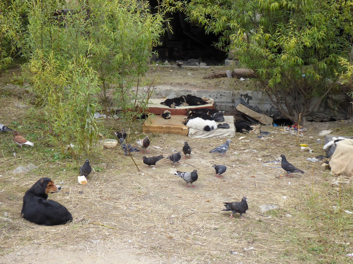 Rock Pigeon (Feral Pigeon) - ML616243652