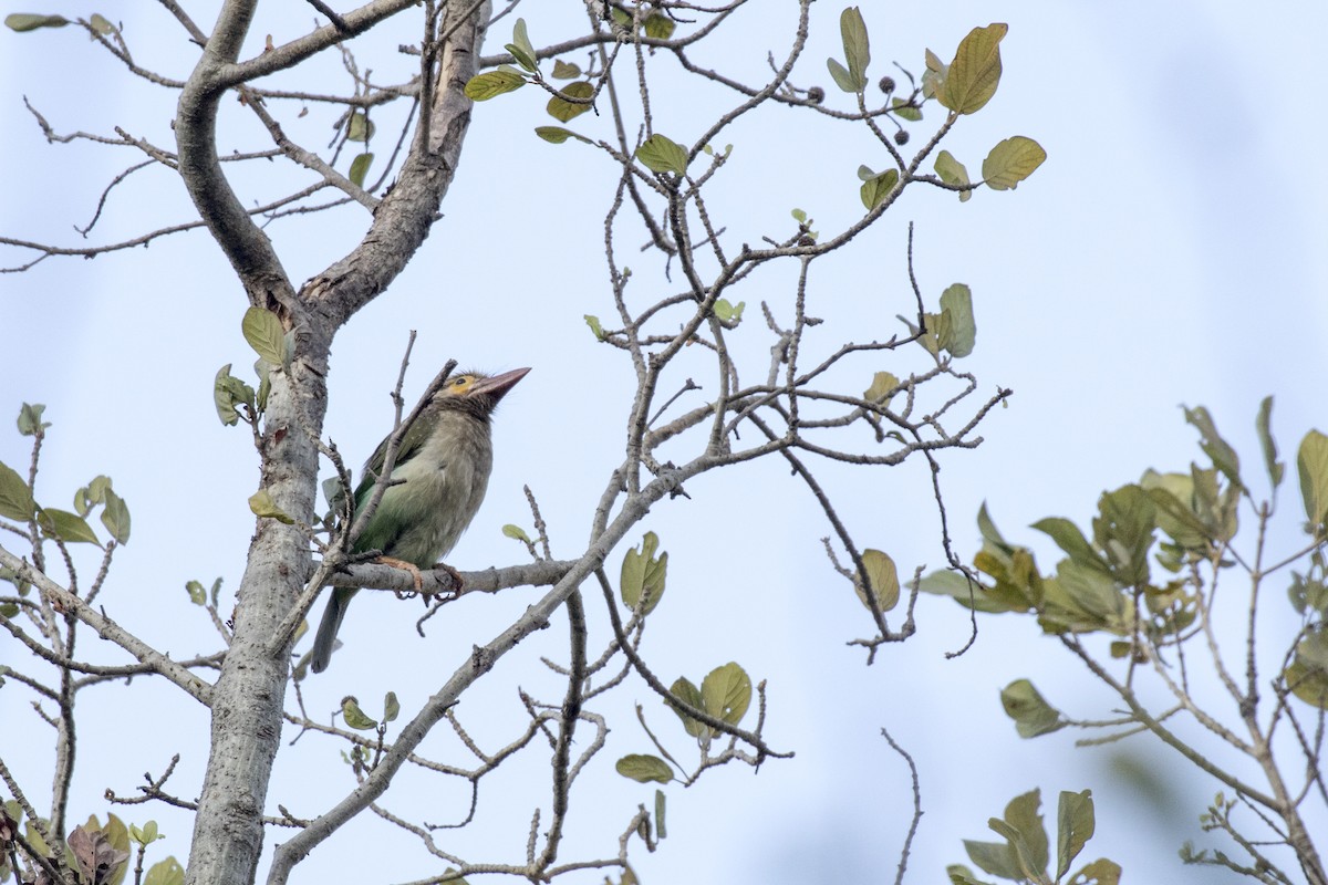 Kahverengi Başlı Barbet - ML616243666