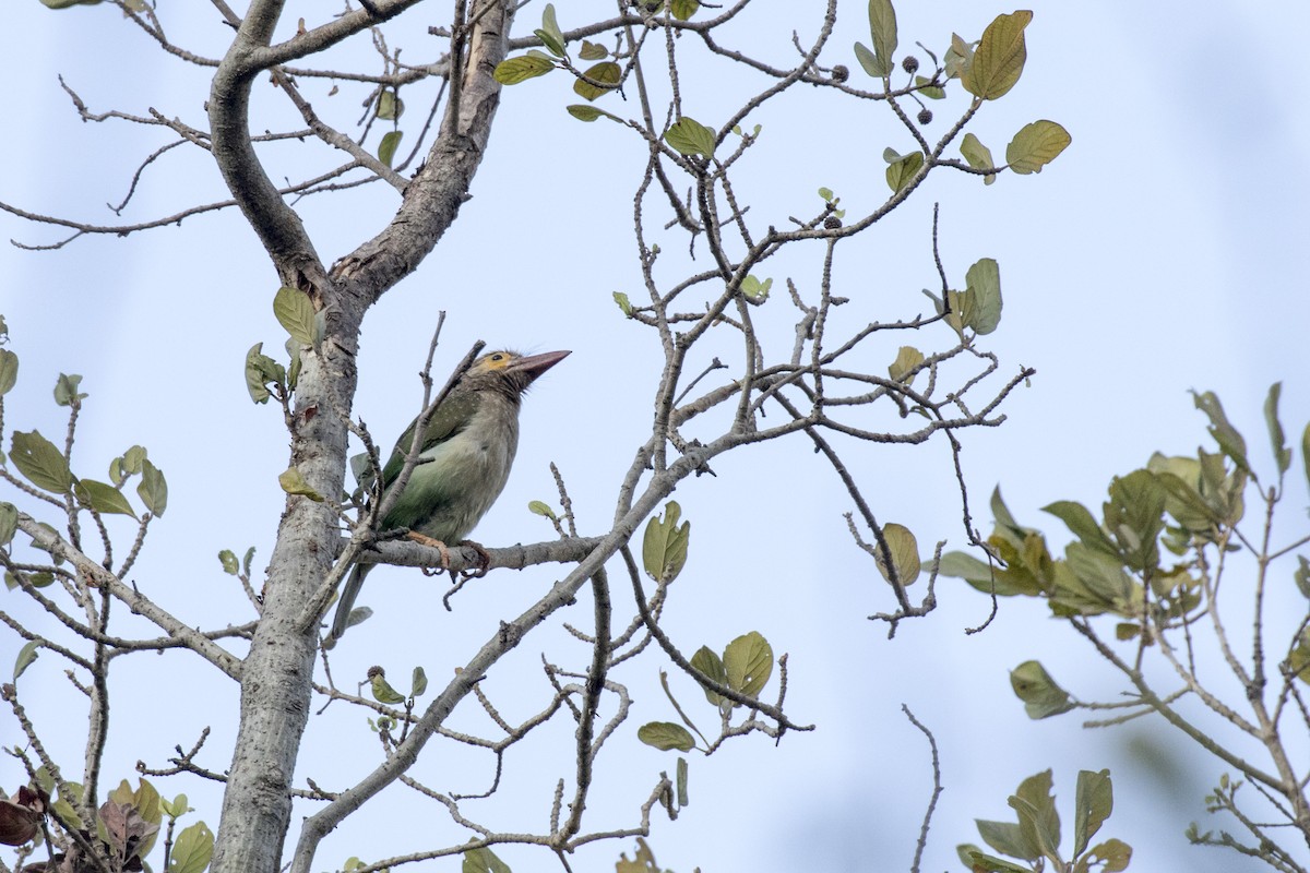 Brown-headed Barbet - ML616243667