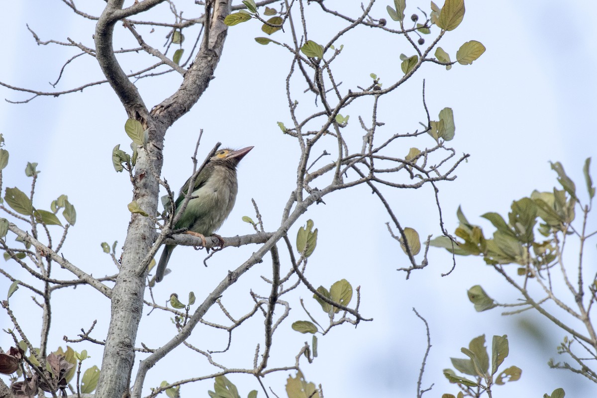 Brown-headed Barbet - ML616243669