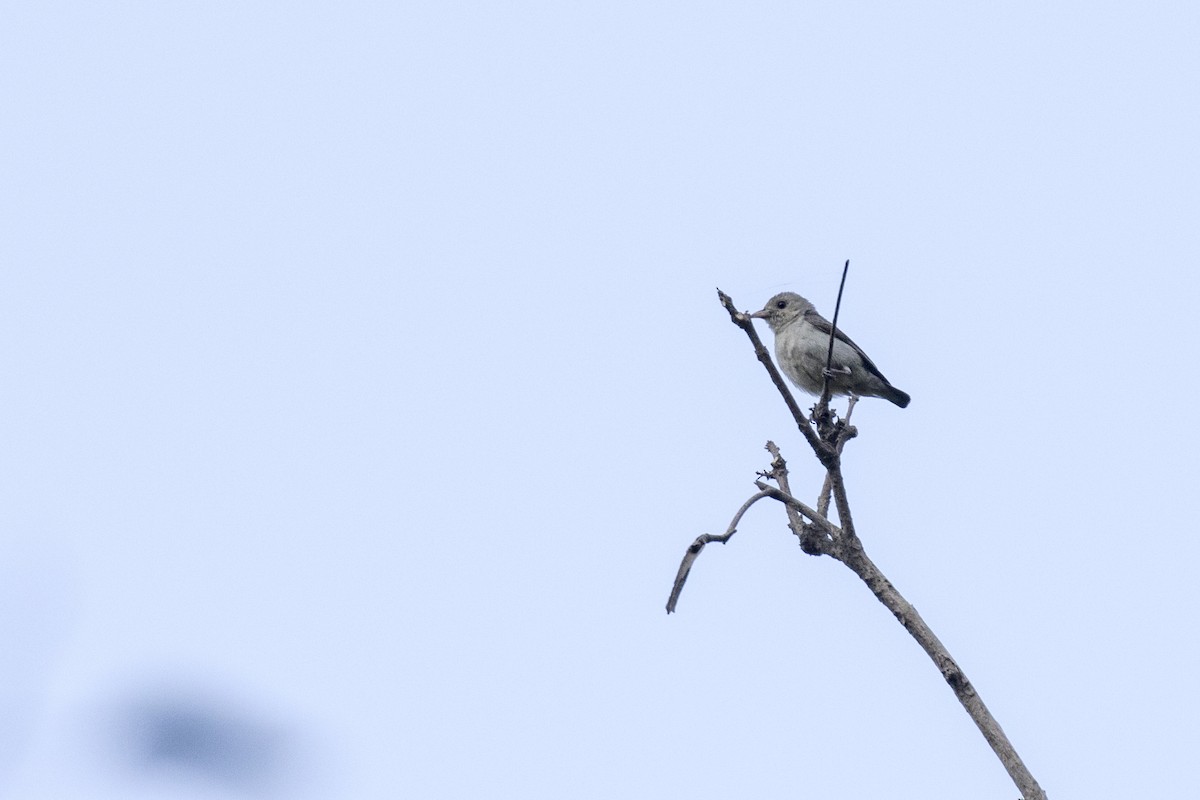 Pale-billed Flowerpecker - Ramesh Shenai