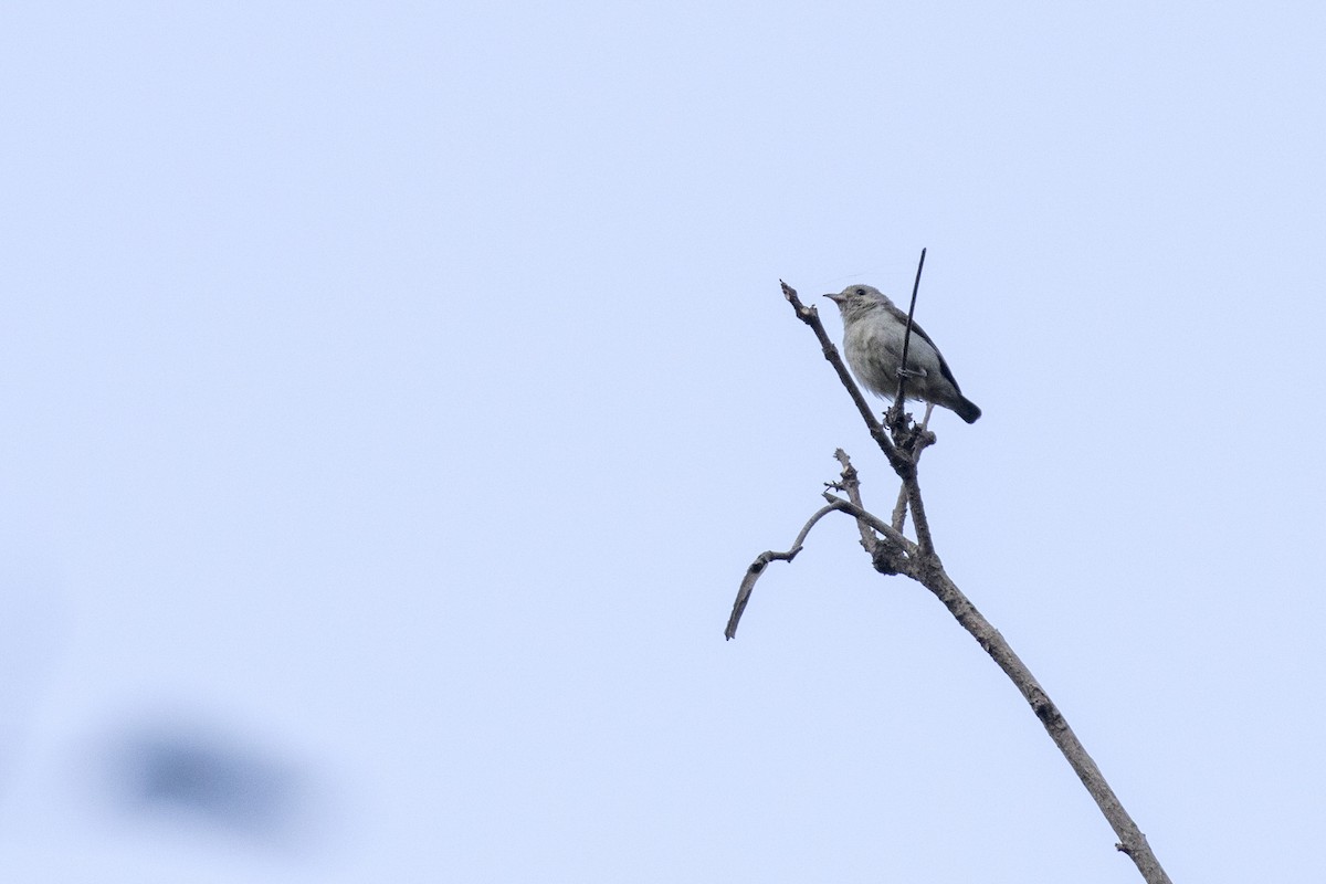 Pale-billed Flowerpecker - Ramesh Shenai