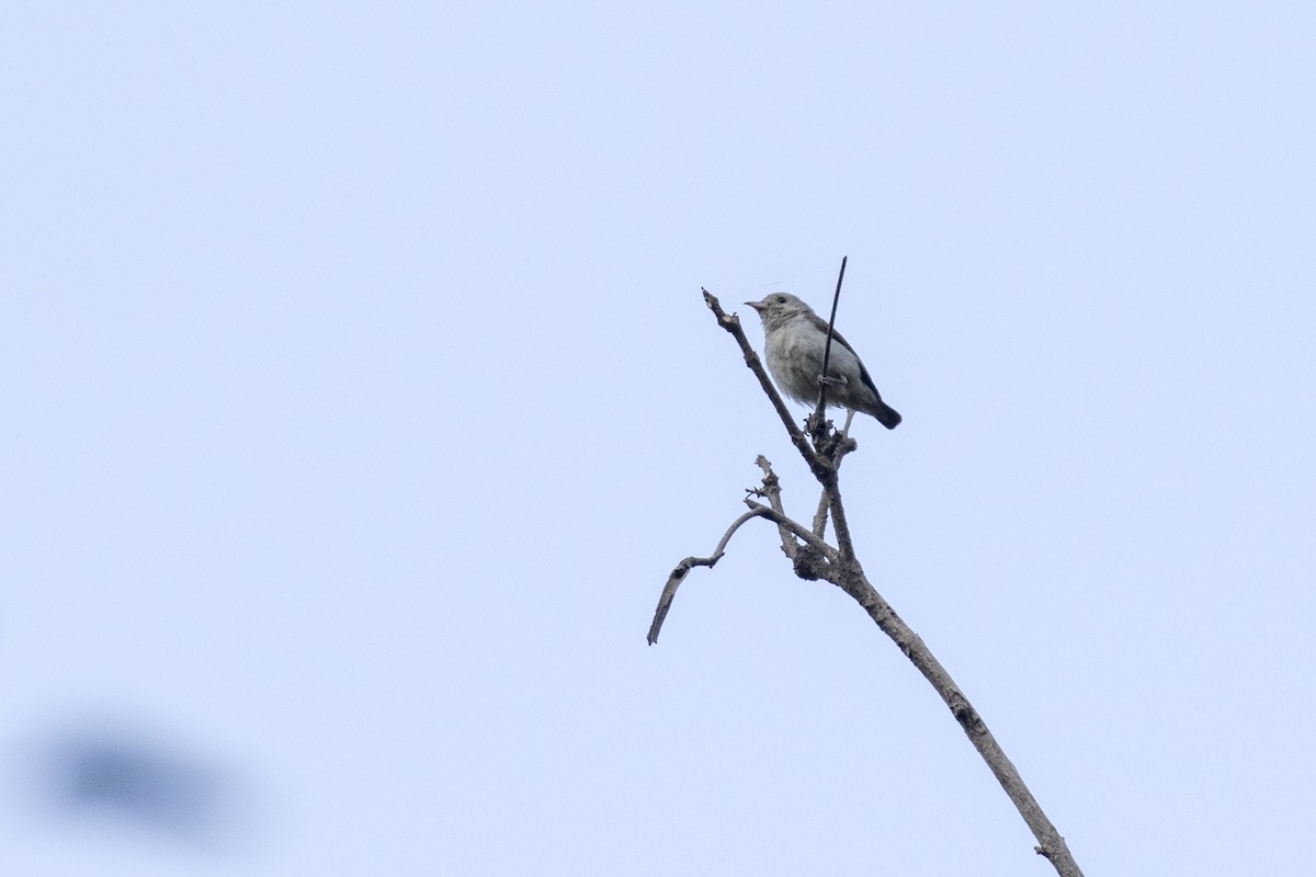 Pale-billed Flowerpecker - Ramesh Shenai