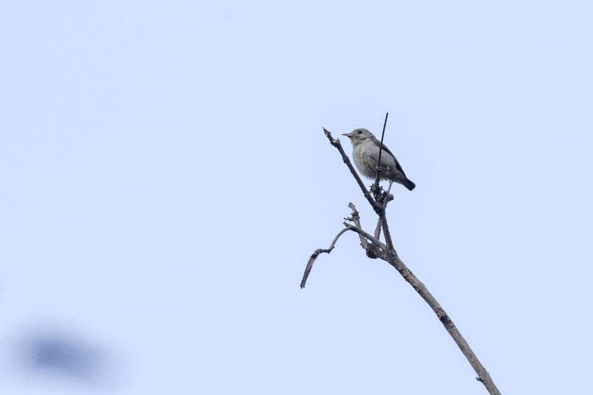 Pale-billed Flowerpecker - Ramesh Shenai