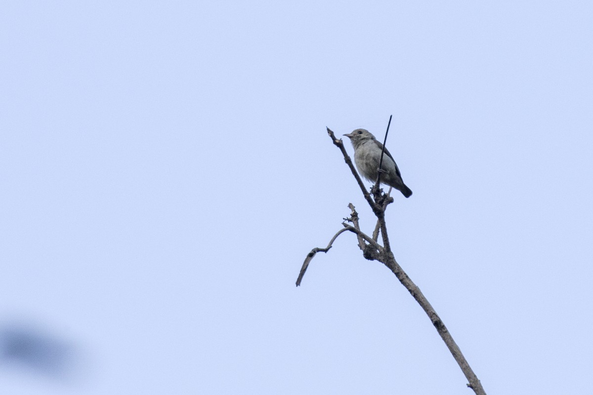 Pale-billed Flowerpecker - ML616243681