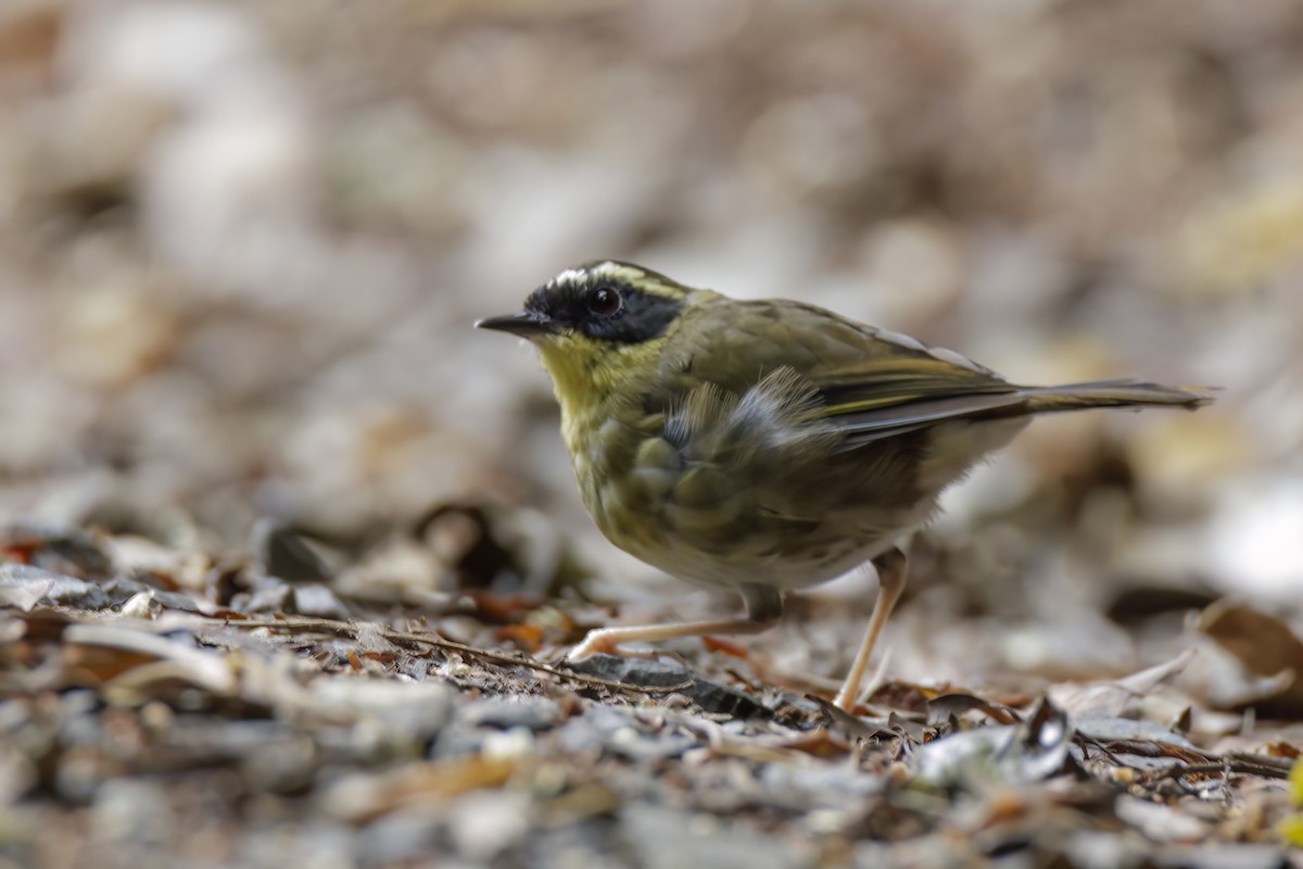 Gelbkehlsericornis - ML616243686