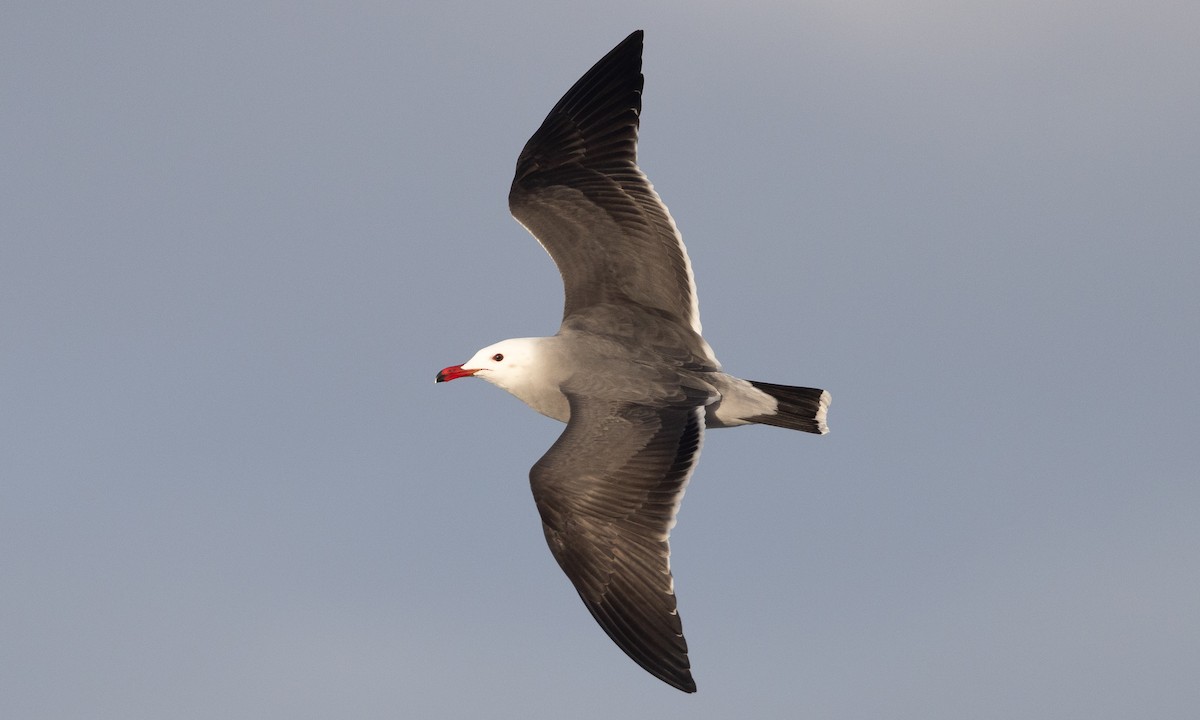 Heermann's Gull - ML616243702