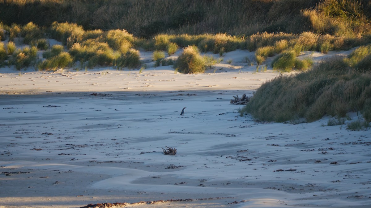 Yellow-eyed Penguin - ML616243759