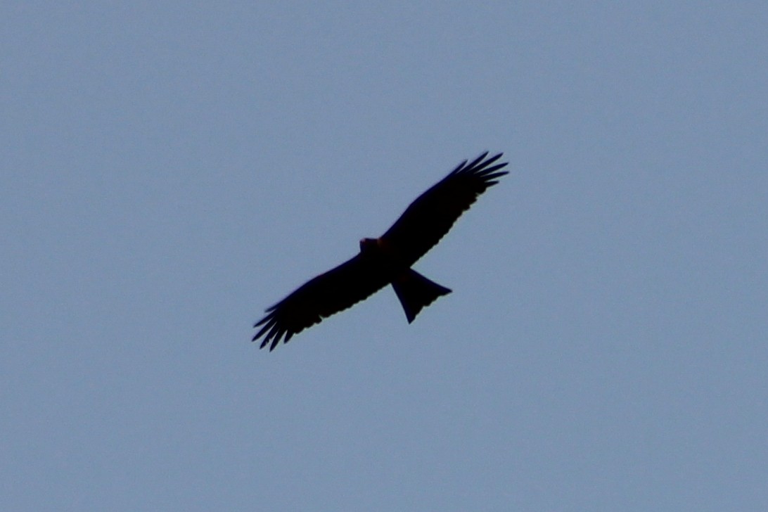 Black Kite - ML616243777