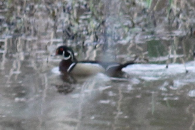 Wood Duck - ML616243791